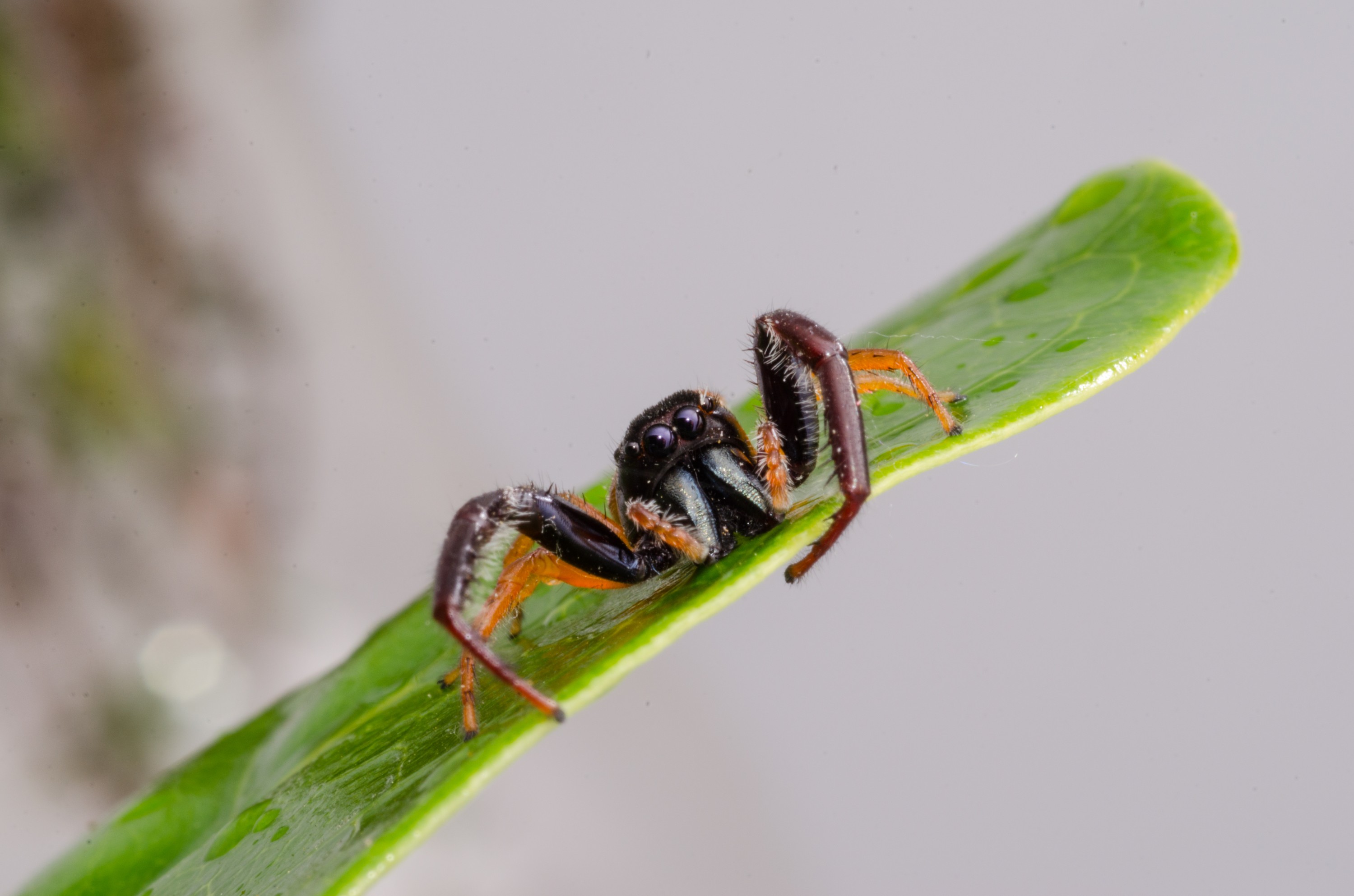 DSC_0689 – Crispin, Trite planiceps, insect, jumping, new, nz, spider, zealand, JAN17